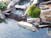 landscape design, water features